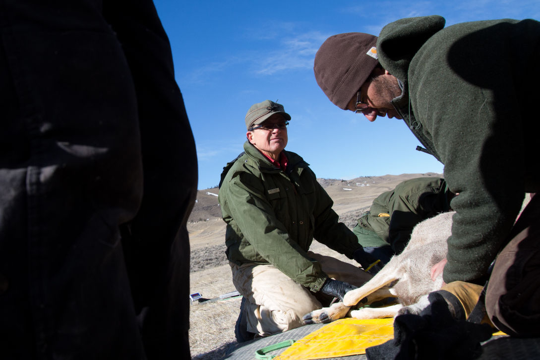 Deer Collaring Study